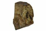 Ceratopsid Dinosaur Tooth - Judith River Formation, Montana #108119-1